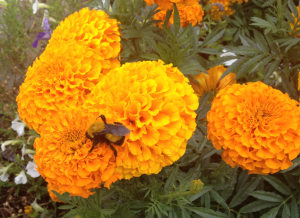 Bumblebee on Fall Mums
